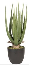Dekorativní pokojová rostlina aloe vera 14*14*46 cm zelená