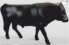 Dekorativní socha býk černá 233 cm