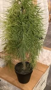 Dekorace - Strom cedr 58cm